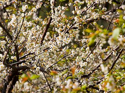 Bunga Plum