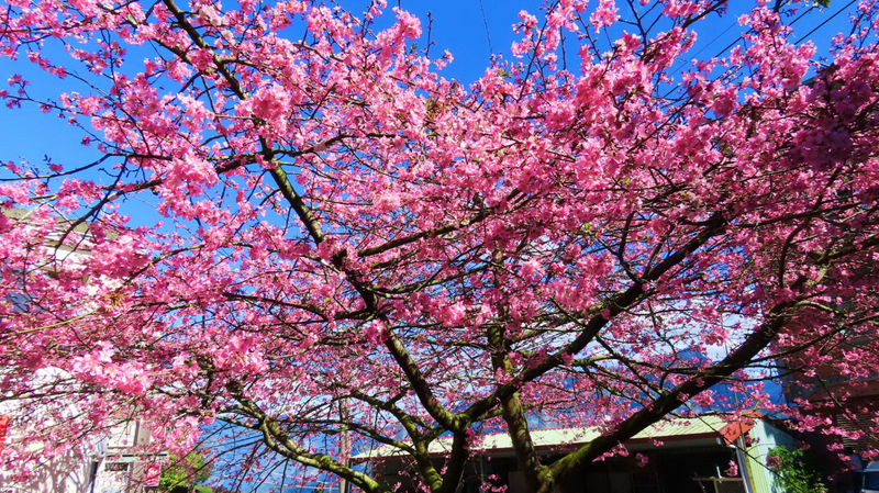 Sakura