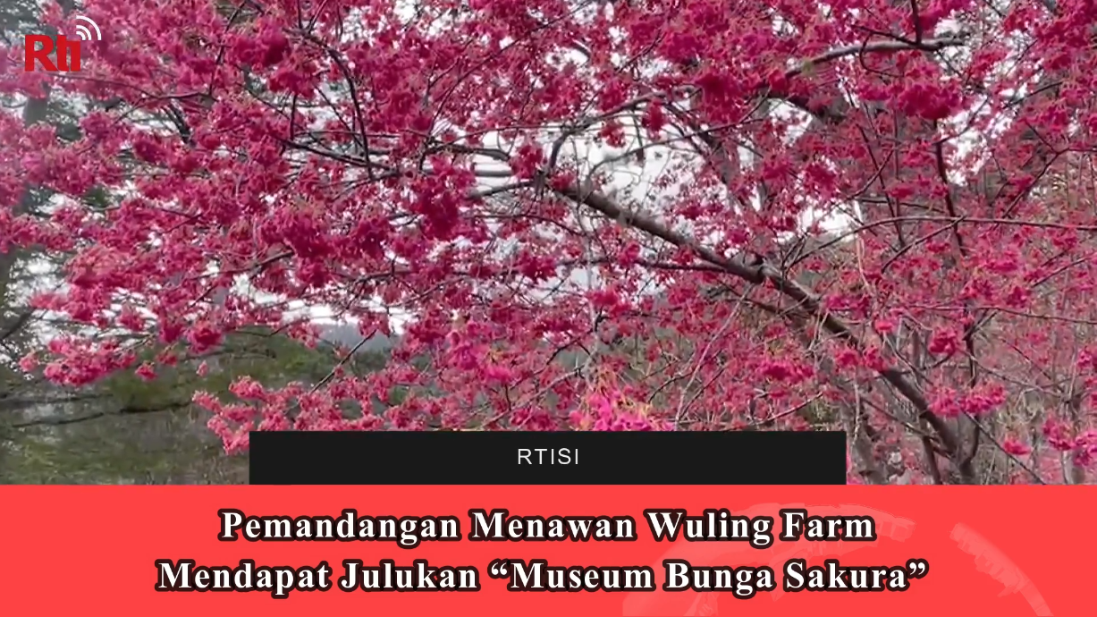 Pemandangan Menawan Wuling Farm, Mendapat Julukan “Museum Bunga Sakura”