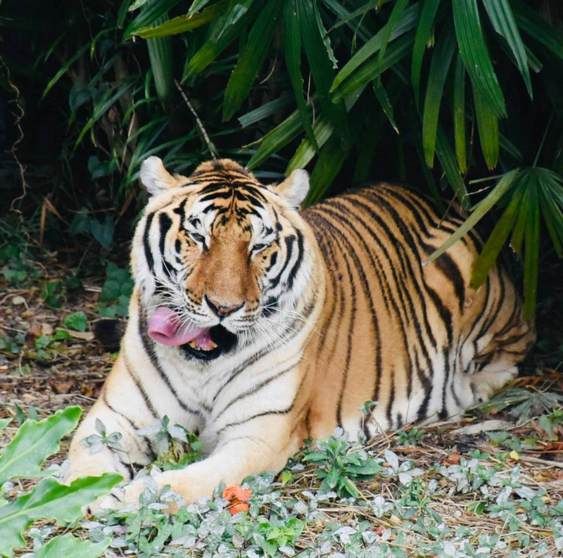 Tahun Macan