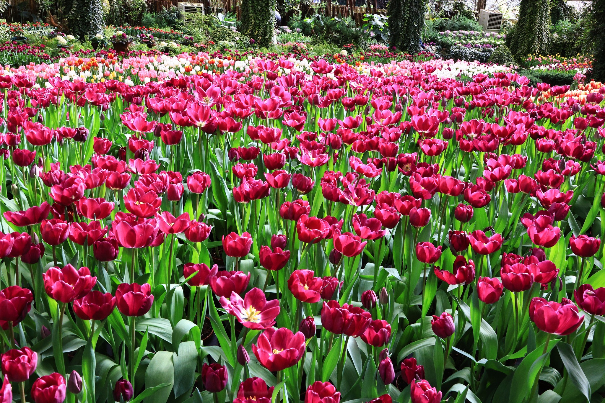 Bunga Tulip
