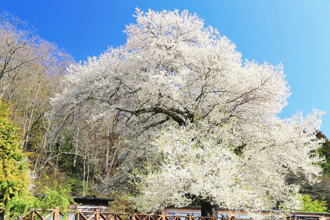 Bunga Sakura