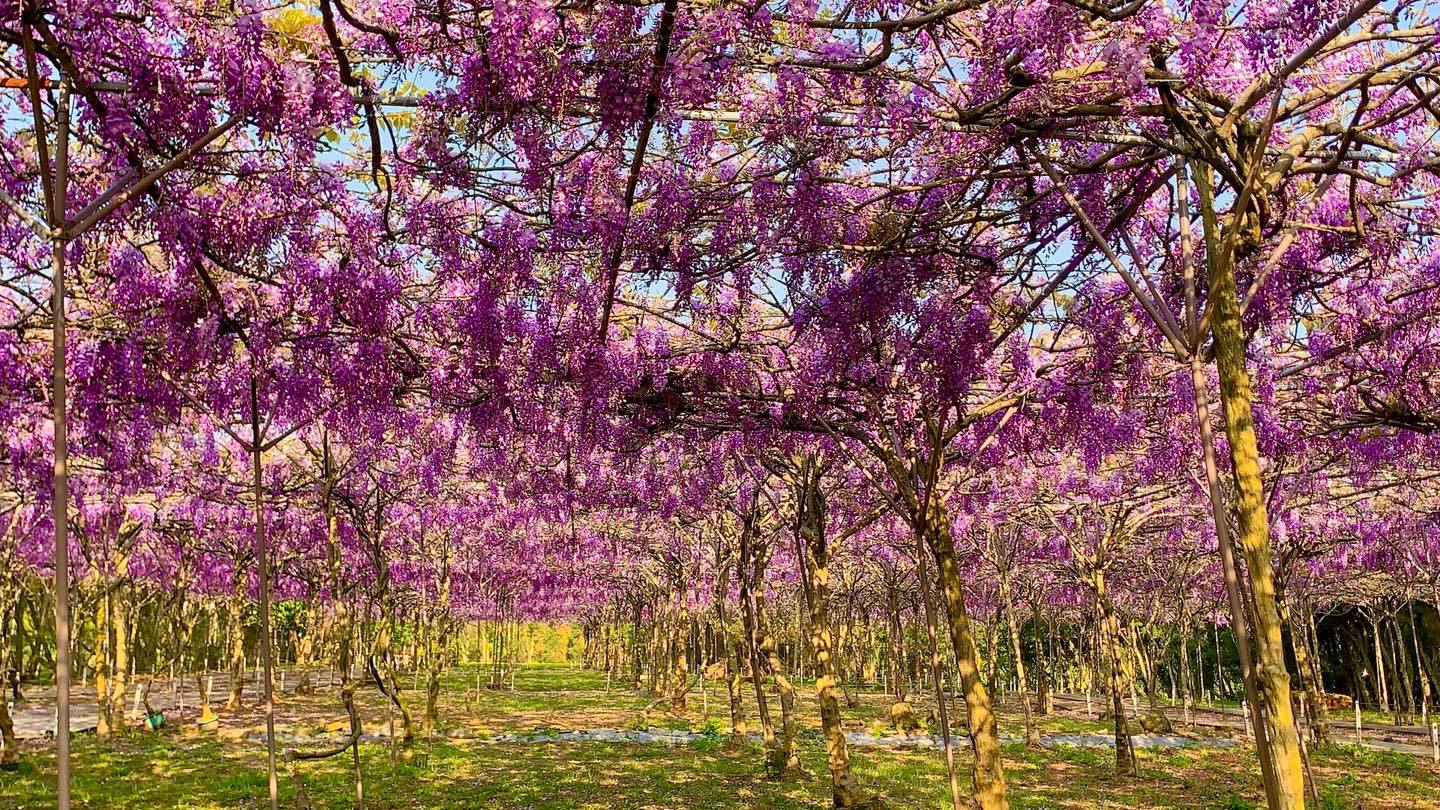 Bunga Wisteria