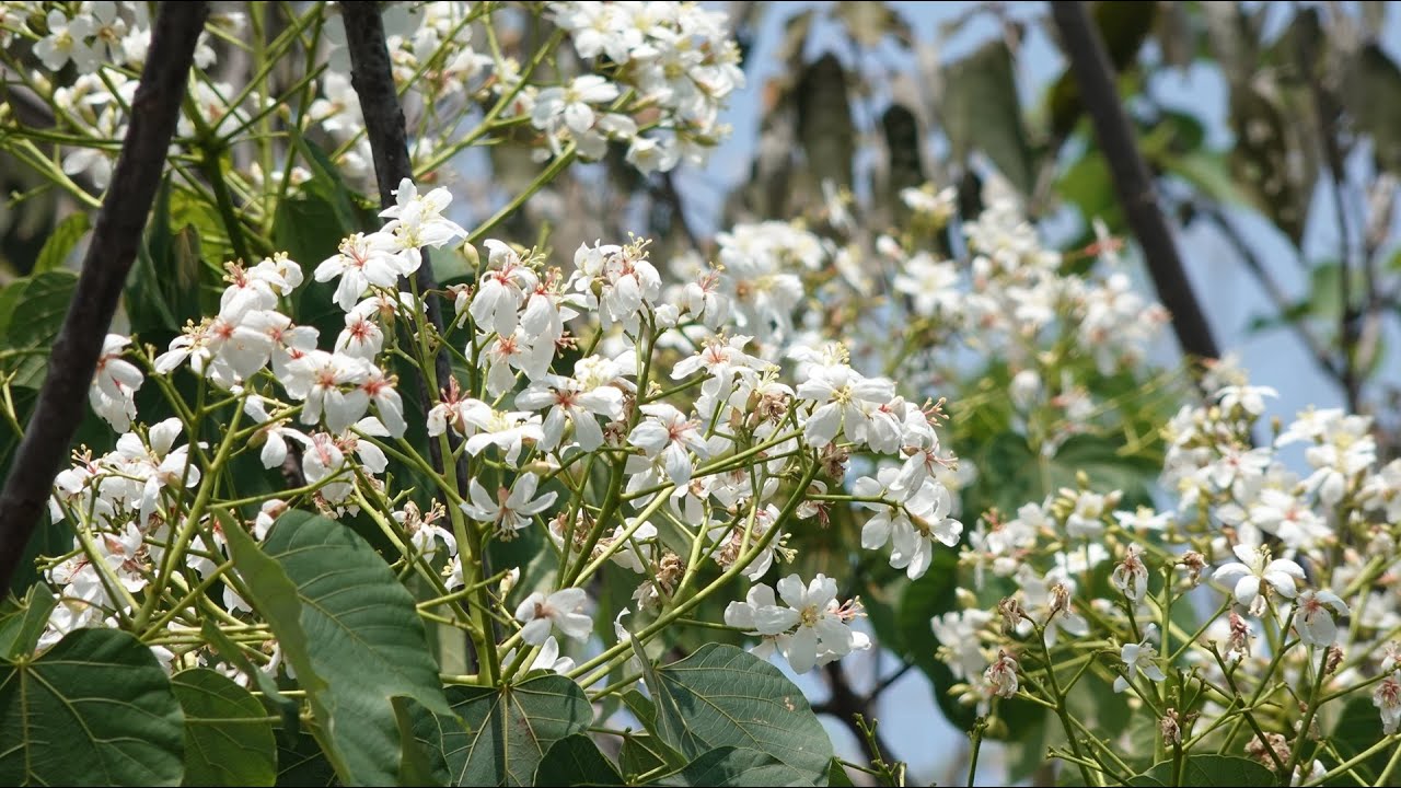 Bunga Tung (Vernicia Fordii)