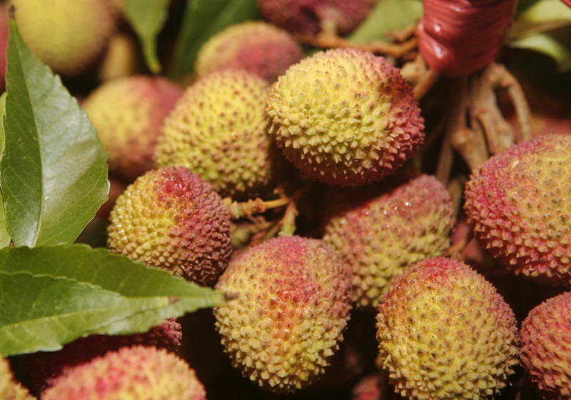 Buah Leci