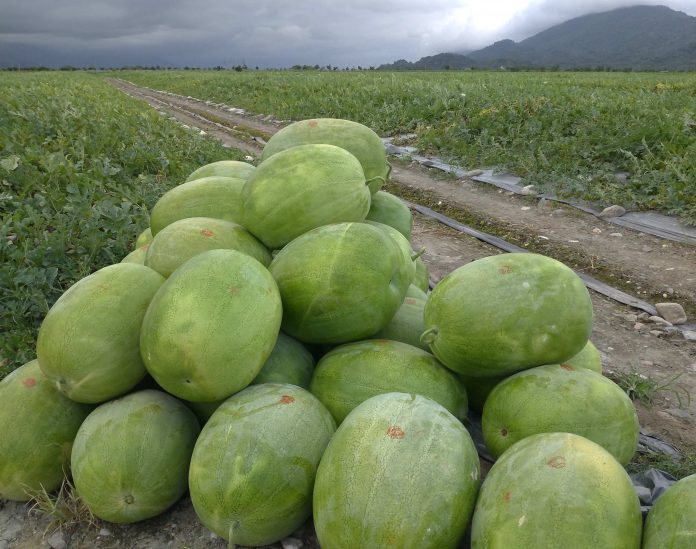 Buah Semangka