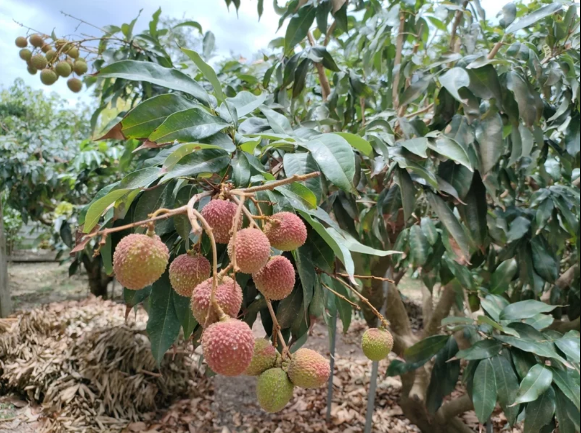 Buah Leci