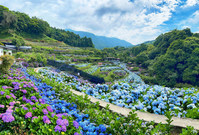 Festival Bunga Hydrangea Zhuzhihu