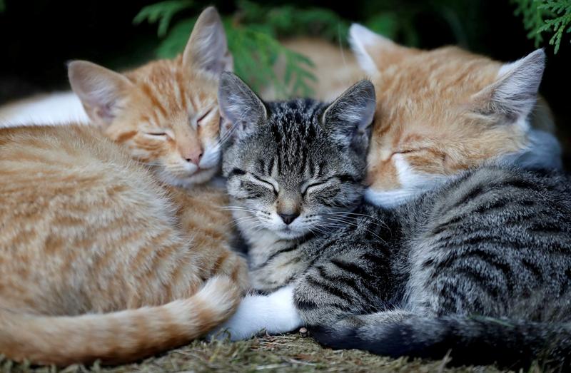 Fakta Unik Tentang Kucing (Part 1)