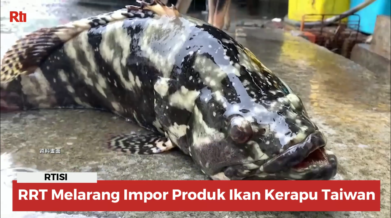 RRT Melarang Impor Produk Ikan Kerapu Taiwan