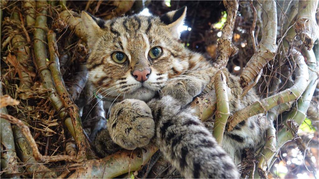 Kucing Kuwuk