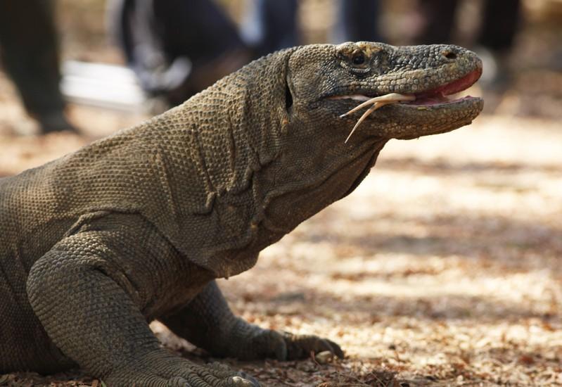 Tarif Masuk Pulau Komodo Rp 3,75 Juta Berlaku 1 Januari 2023