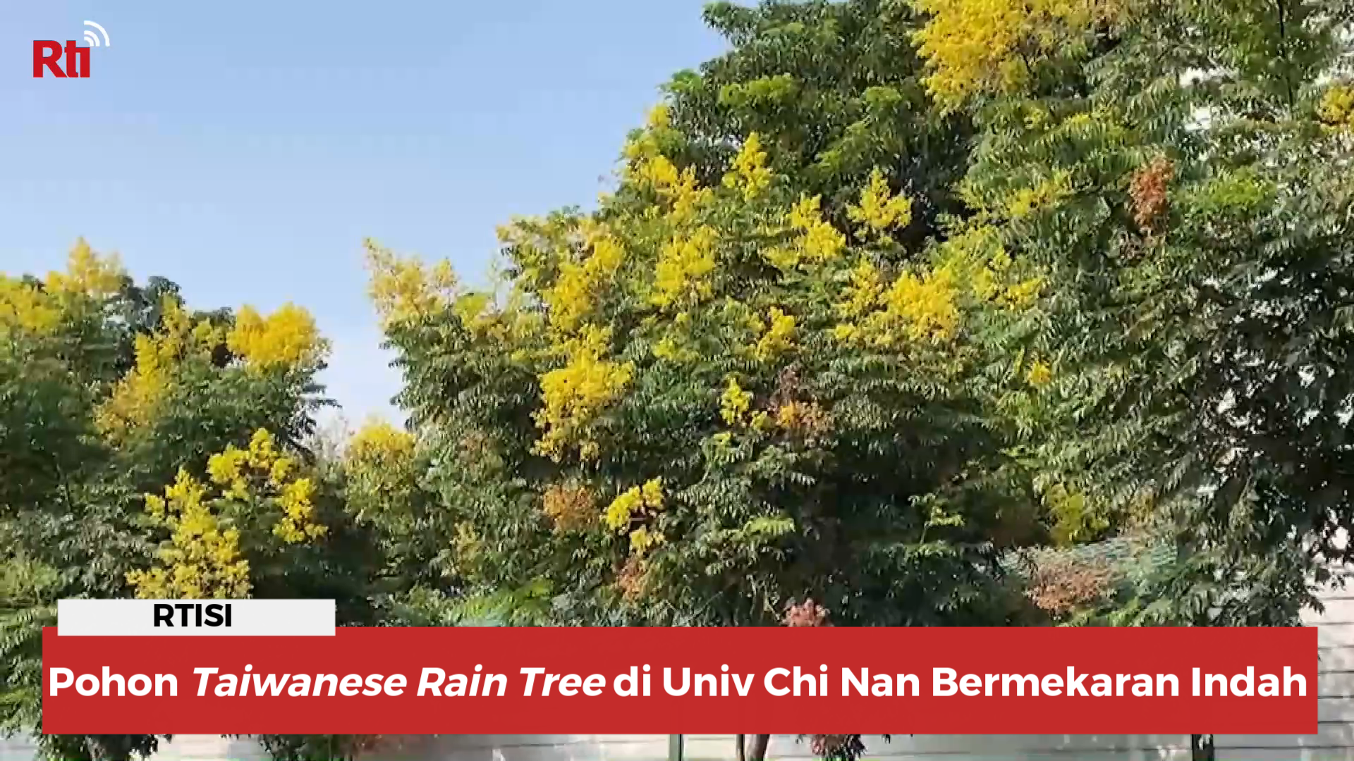 Pohon “Taiwanese Rain Tree” di Univ Chi Nan Bermekaran Indah