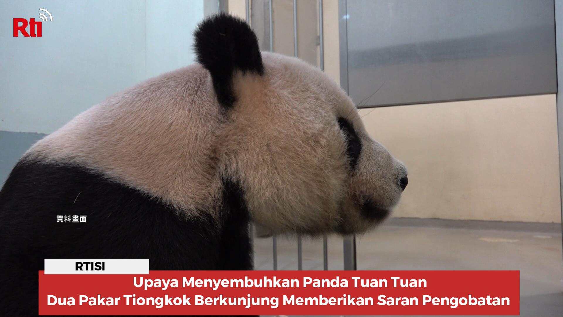 Upaya Menyembuhkan Panda Tuan Tuan, Dua Pakar Tiongkok Berkunjung Memberikan Saran Pengobatan