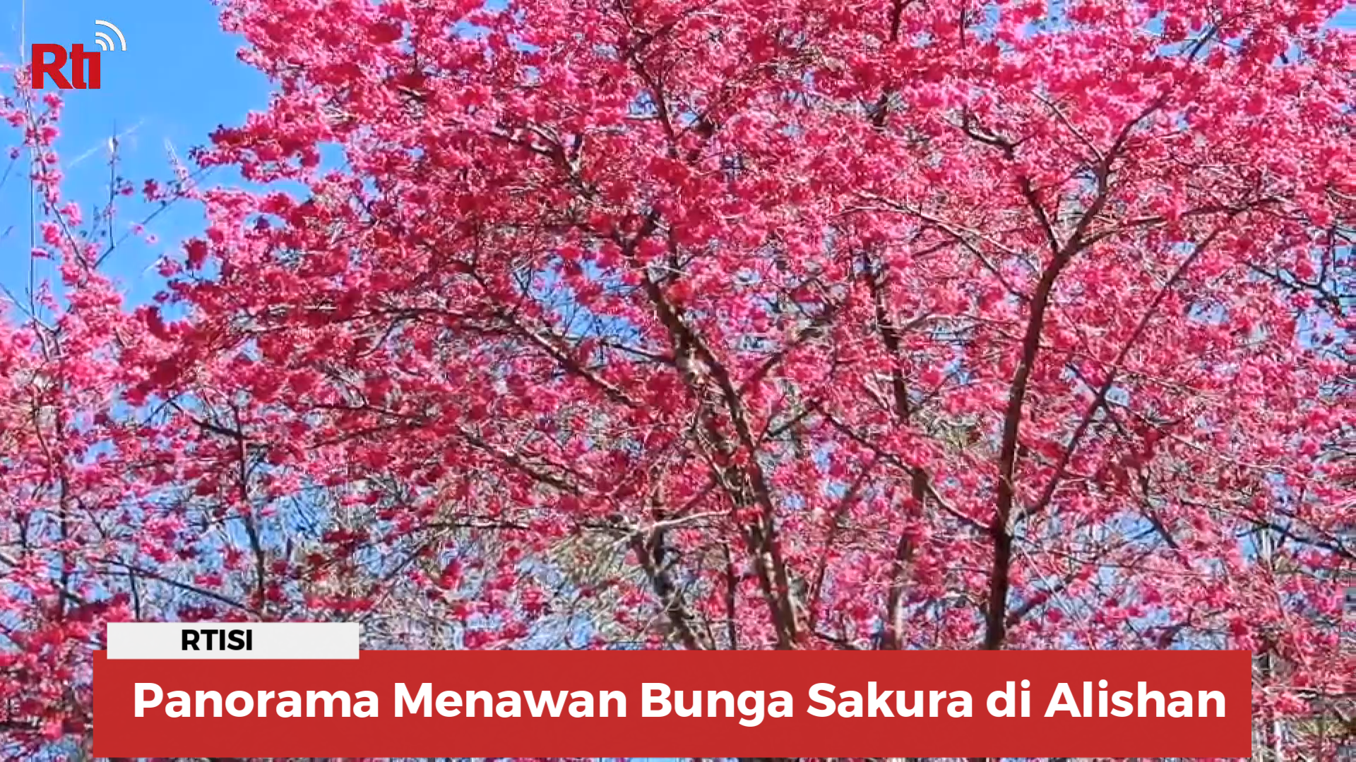 Panorama Menawan Bunga Sakura di Alishan