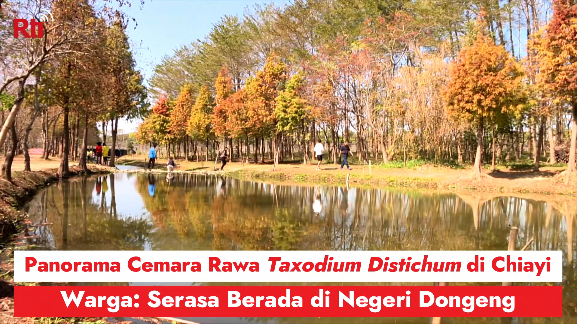Panorama Cemara Rawa Taxodium Distichum di Chiayi, Warga: Serasa Berada di Negeri Dongeng