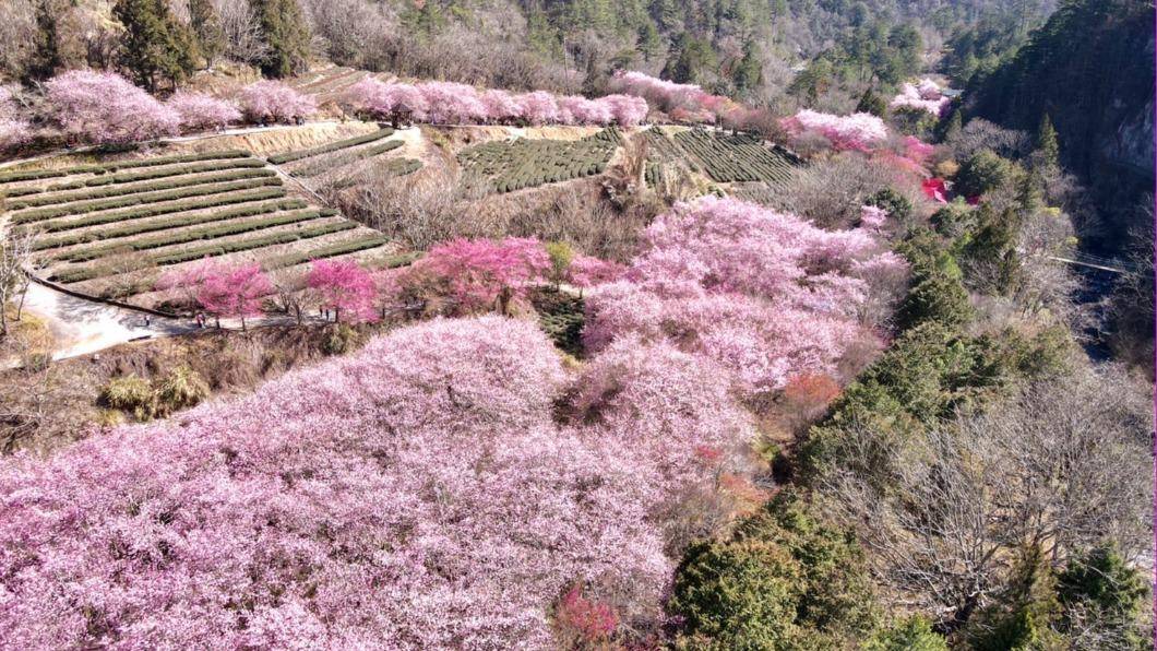 Bunga Sakura
