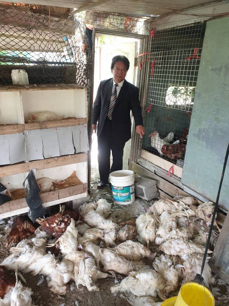 (Taiwan Hari Ini) 200 Ekor Ayam Tewas Diserbu Kumpulan Anjing Liar, Pengusaha Di Tainan Mengaku Rugi