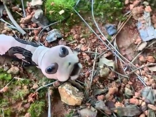 Tampak Mengerikan Seperti Alien, Nyatanya Binatang Ini adalah Binatang Langka