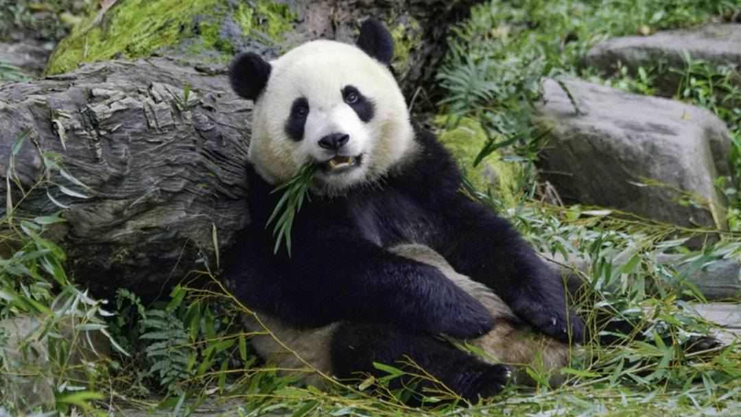 Selang 26 Tahun, Taipei Zoo Menaikkan Harga Tiket Masuk