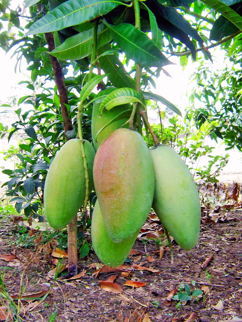Apakah Legal Memetik Buah Mangga dari Pohon yang Ditanam di Jalan Raya?