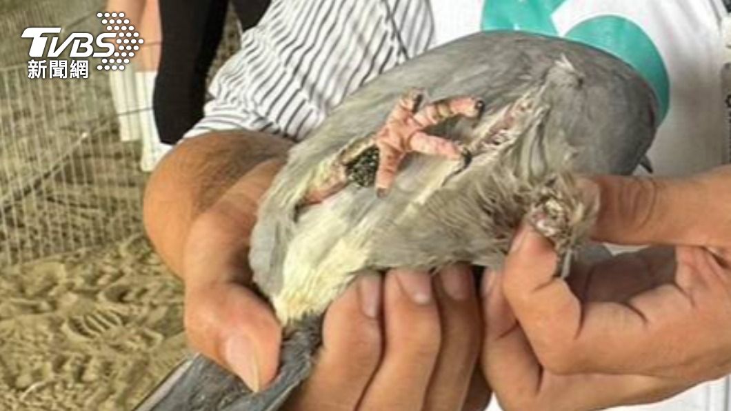 Kejam! 34 Merpati Dibiarkan Sekarat di Kolong Jembatan setelah Bulu Sayap dan Kakinya Dipotong