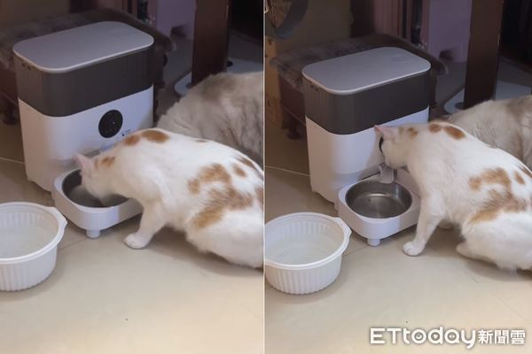 Makanan Kucing di 