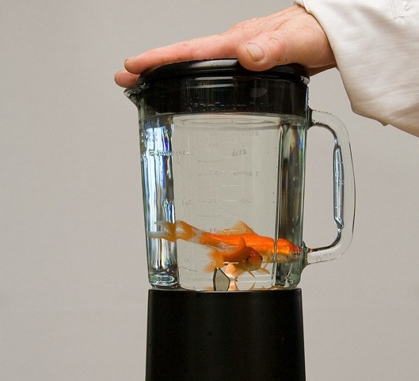 Eksperimen “Ikan Mas di Blender” Memicu Kontroversi, Ini Faktanya