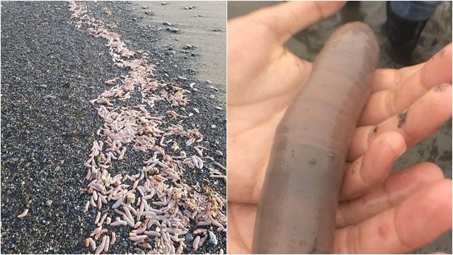 Ribuan “Cacing Penis” Sepanjang 30 cm Terdampar di Pantai Argentina!