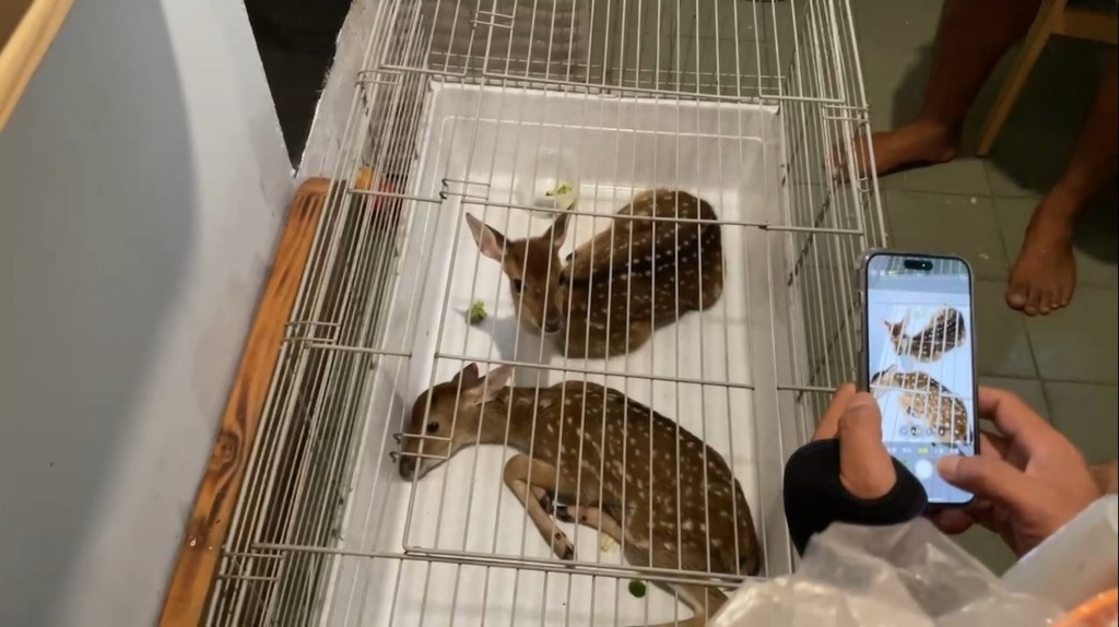 Pencuri dan Dua Anakan Rusa Sika yang Hilang Saat Badai Ditemukan