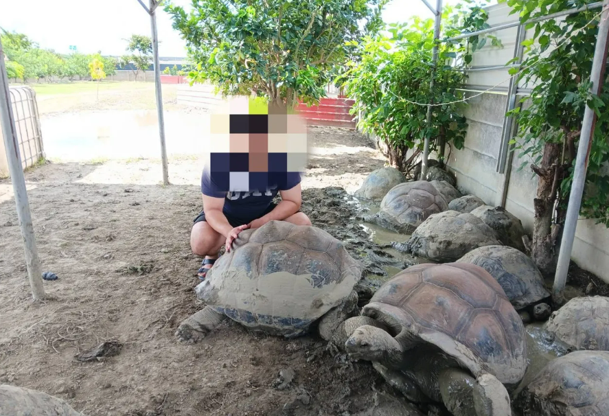 Pencuri Gondol 15 Kura-kura Kaki Gajah, Korban Rugi NT$2 Juta