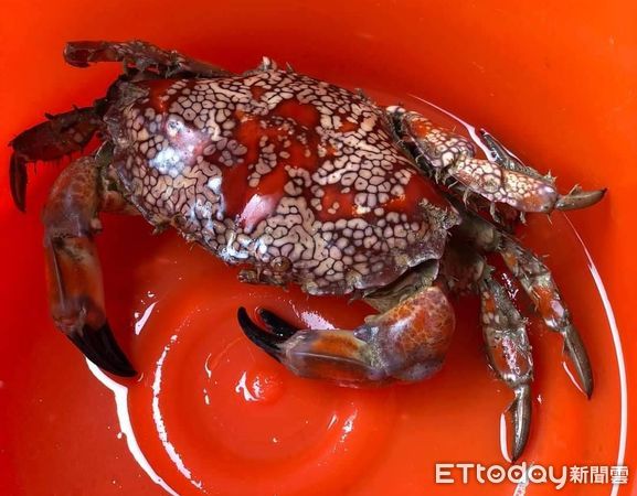 Berhati-hatilah! Kepiting Ini Bisa Membunuh 500 Orang