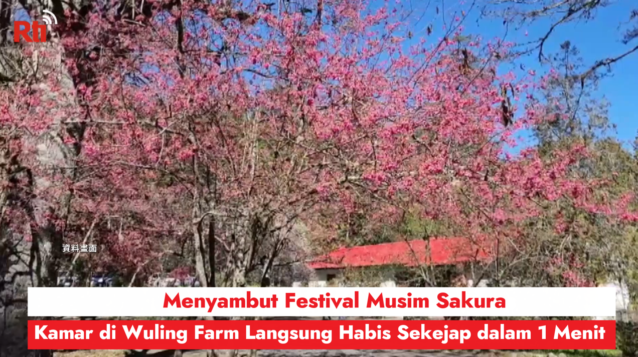 Menyambut Festival Musim Sakura, Kamar di Wuling Farm Langsung Habis Sekejap dalam 1 Menit Menyambut Festival Musim Sakura, Kamar di Wuling Farm Langsung Habis Sekejap dalam 1 Menit