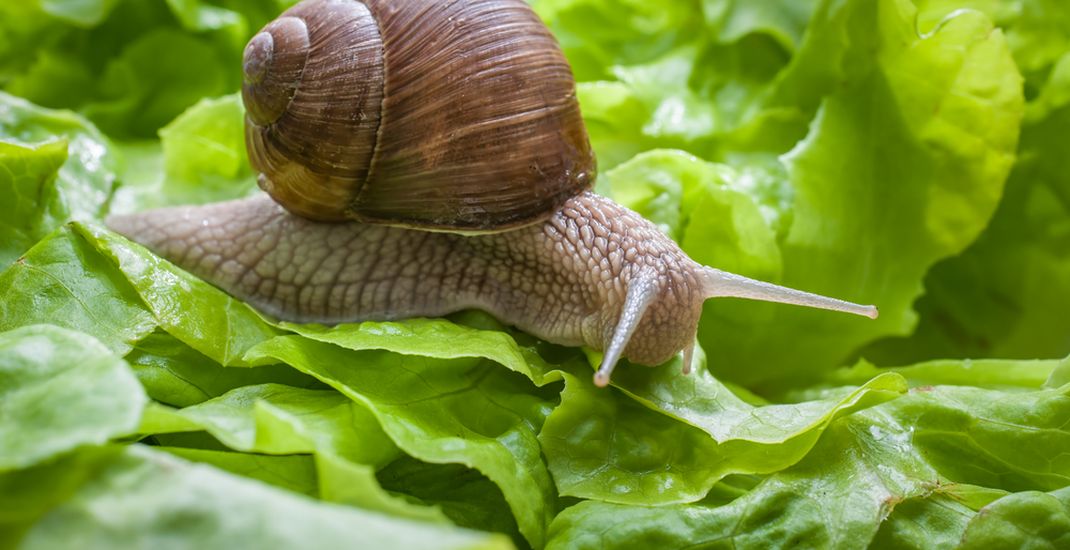 Siput Mampu Tidur Hingga 3 Tahun?