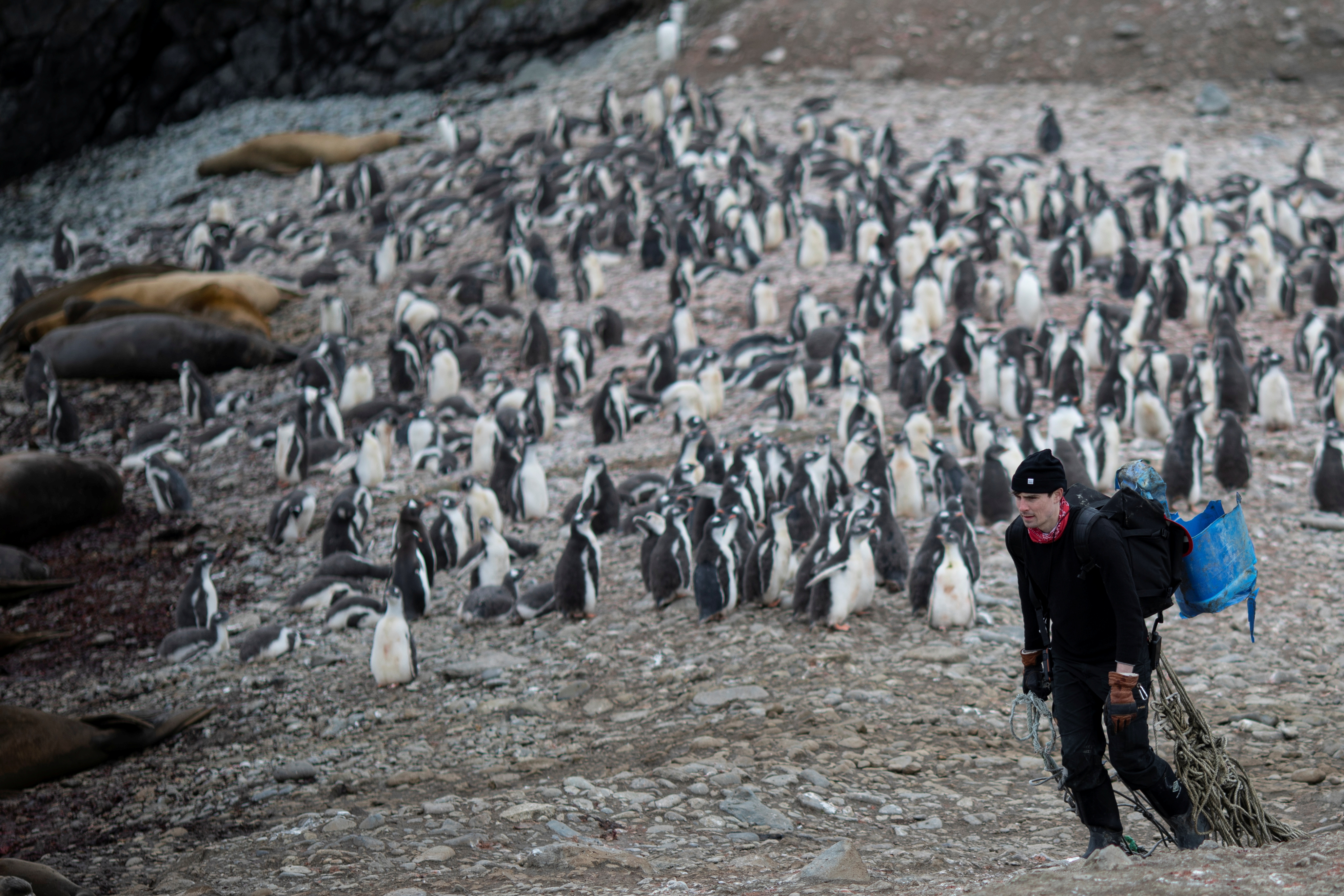 (Part 2) Sayang Anak, Penguin Bisa Tidur Ribuan Kali dalam Sehari