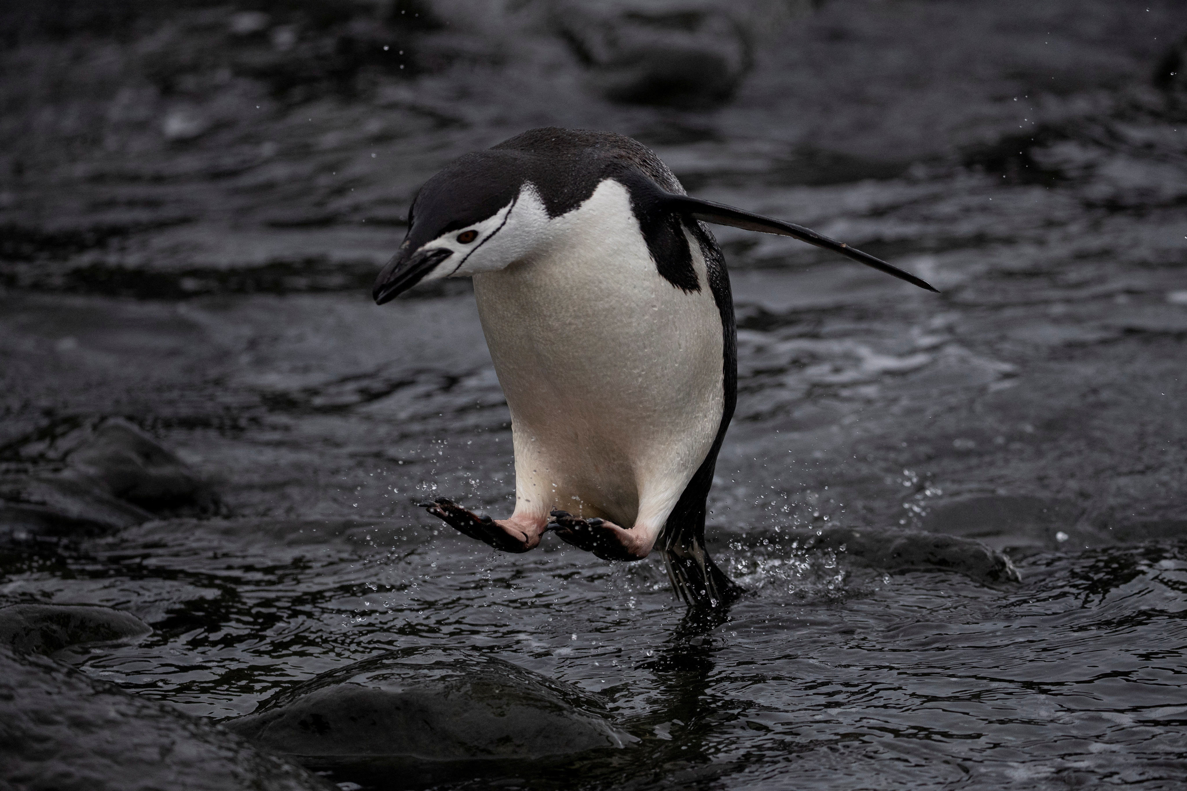 (Part 1) Sayang Anak, Penguin Bisa Tidur Ribuan Kali dalam Sehari