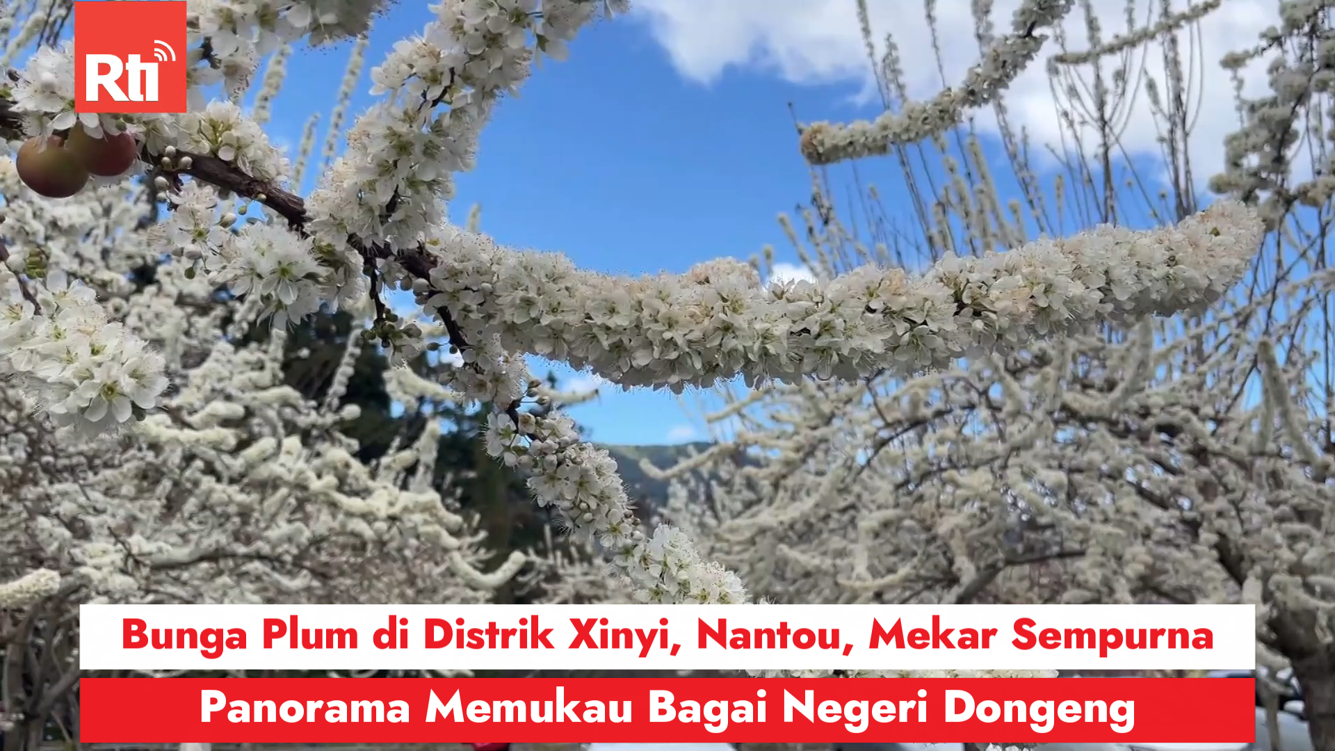 Bunga Plum di Distrik Xinyi, Nantou, Mekar Sempurna, Panorama Memukau Bagai Negeri Dongeng