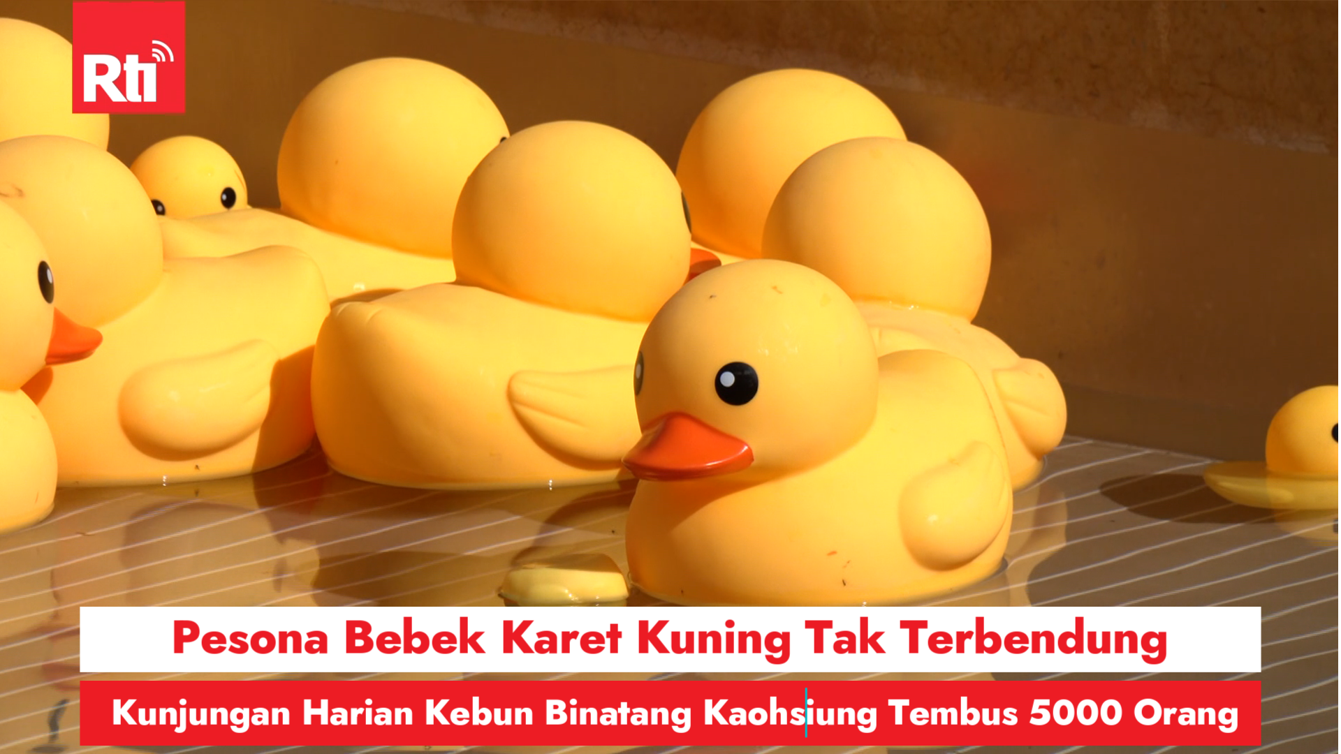 Pesona Bebek Karet Kuning Tak Terbendung, Kunjungan Harian Kebun Binatang Kaohsiung Tembus 5000 Orang