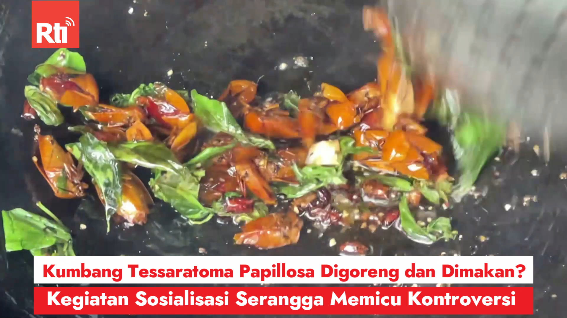 Kumbang Tessaratoma Papillosa Digoreng dan Dimakan? Kegiatan Sosialisasi Memicu Kontroversi, Ditjen Kehutanan: Telah Disesuaikan