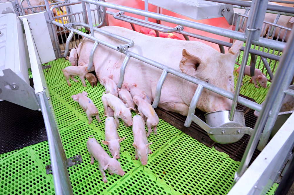 Humantek 071124: Canggihnya Teknologi Peternakan Babi di Taiwan!