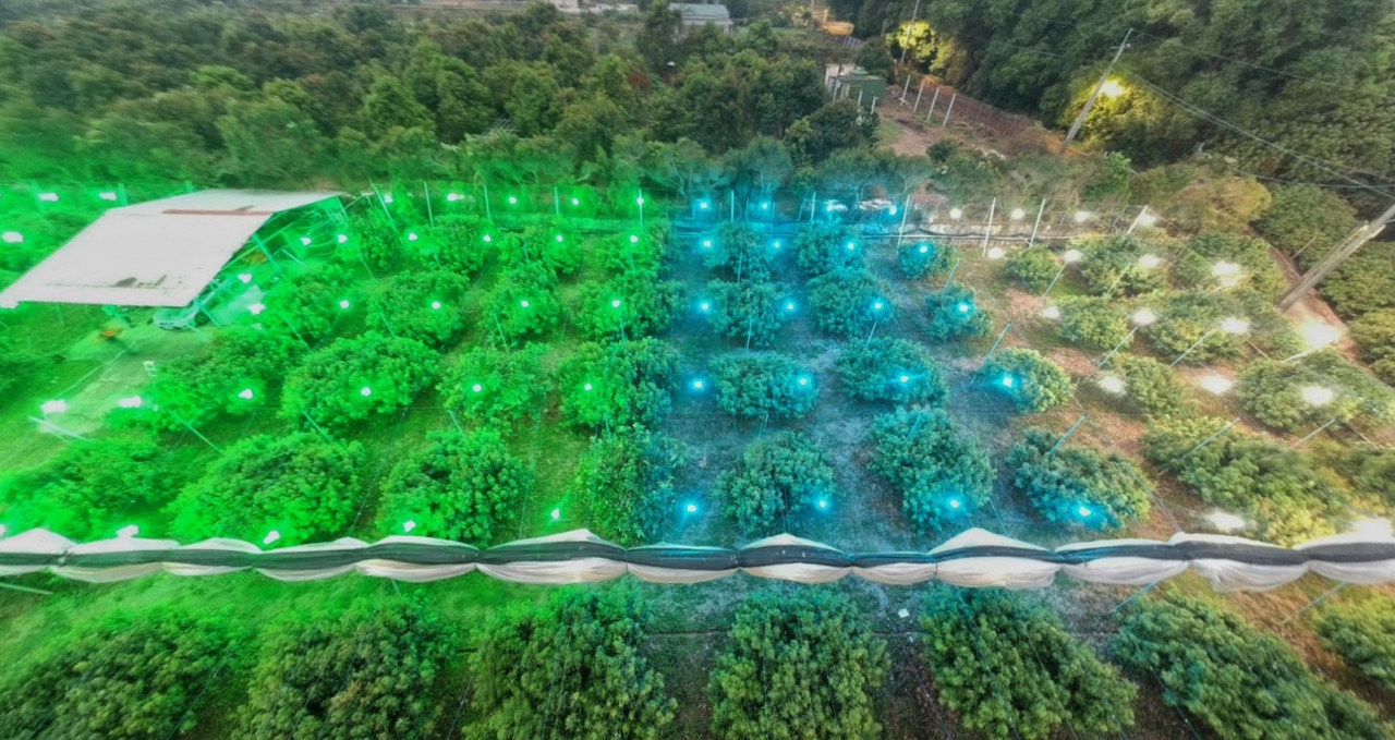 Humantek 240425: Petani Leci di Kaohsiung Gunakan Lampu Hijau untuk Kendalikan Hama