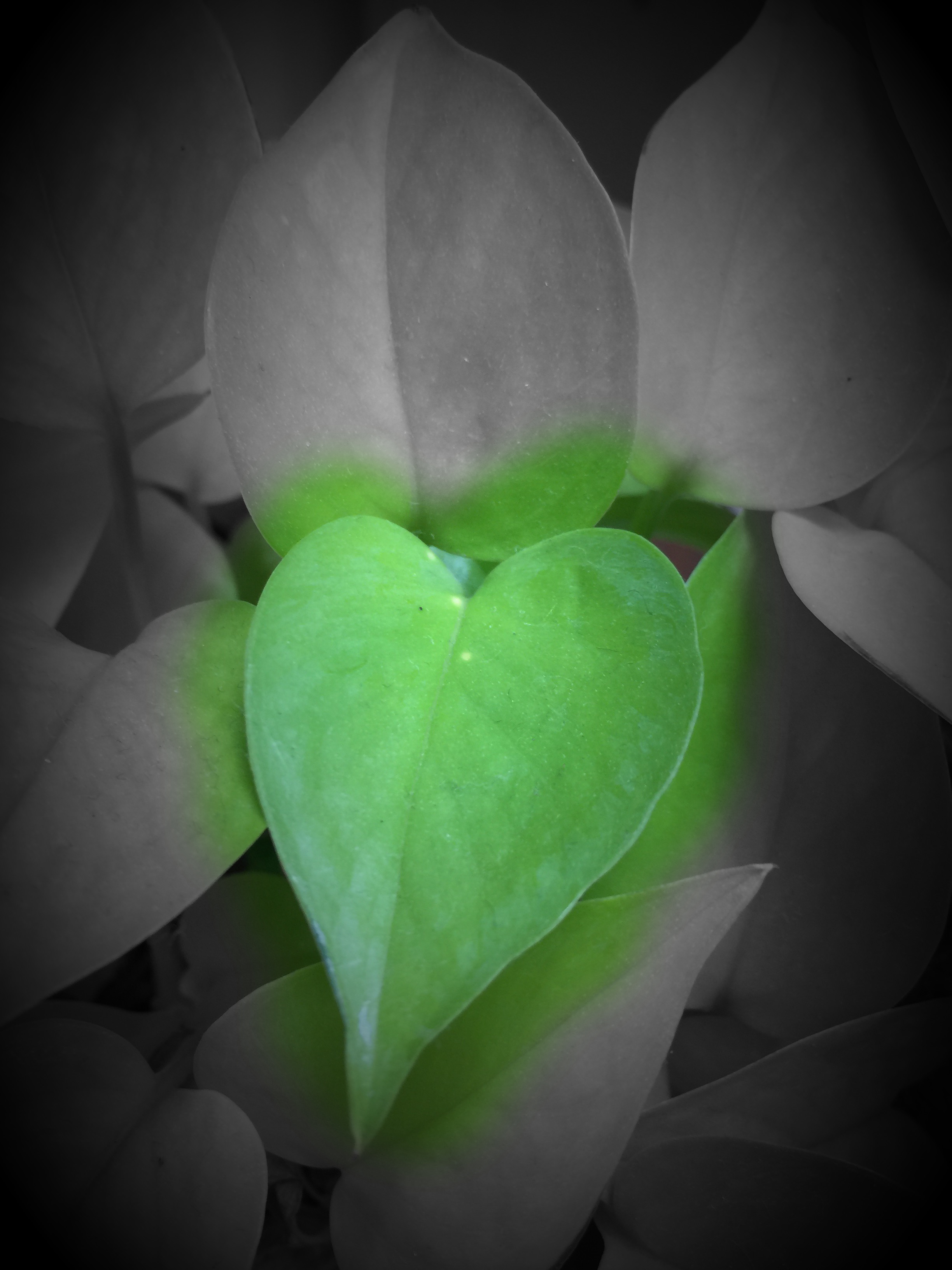 Daun Buatan