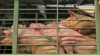 Stabilisasi Harga Konsumen Dewan Pertanian Impor 3 Ribu Ton Daging Babi