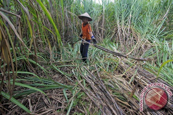 Produksi gula 2014 diprediksi naik
