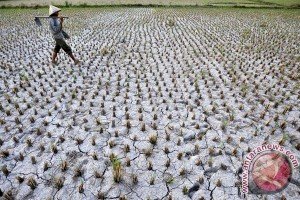 Kementan ingatkan kekeringan panjang di Kalbar