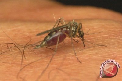 Mimika Targetkan Bisa Bebas Malaria Tahun 2018