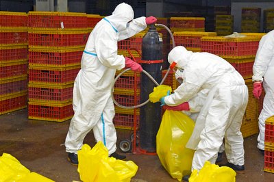 Daging Ayam California Dilarang Masuk Taiwan Karena Kasus Flu Burung