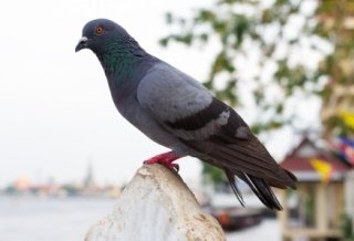 Kasus Ke 4! Belum Diketahui Penyebab Terjangkitnya H7N9 Pada Pengusaha Taiwan