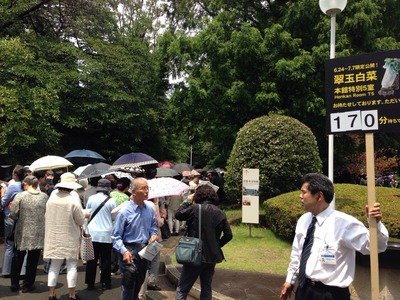 Jepang Rela Ngantri 2 Jam Untuk Lihat Giok Sawi