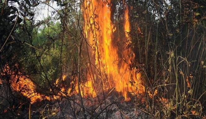 Asap Kebakaran Hutan Riau Berpotensi Selimuti Singapura dan Malaysia